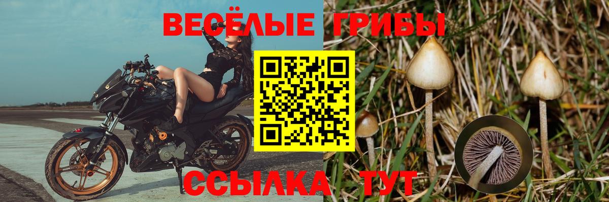 Домодедово  Псилоцибиновые грибы MAGIC MUSHROOMS  Вход с VPN  Псилоцибиновые грибы прущие грибы 